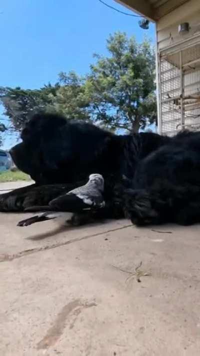 When a Dog is Pet to a Bird