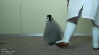 Baby penguin had never seen such bullshit before
