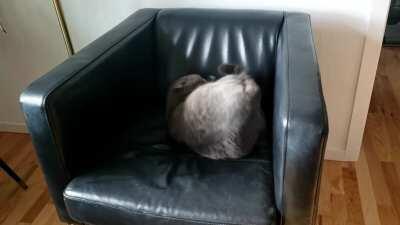 Foster kitty somersaulting ❤