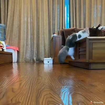 to jump on the table