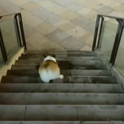 Corgi walking down the stairs.