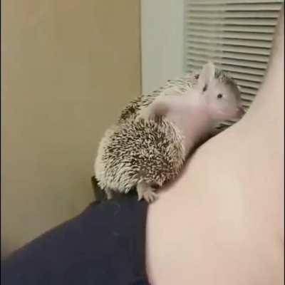 Itching spiky butt