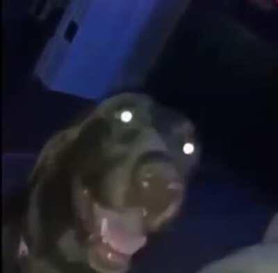 Si no le hiciste esto a tu perro no tuviste infancia