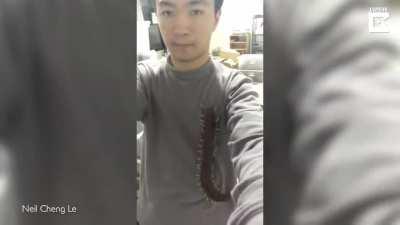 Pesadelos da Selva: Centopeia gigante