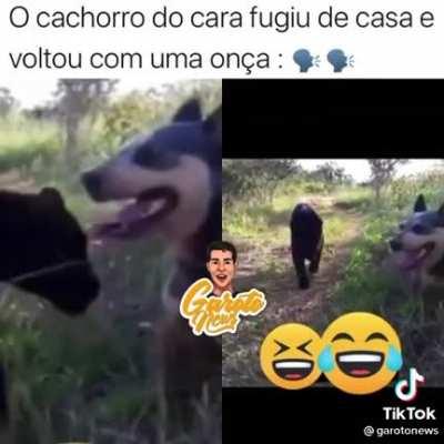 cachorro preto bonito