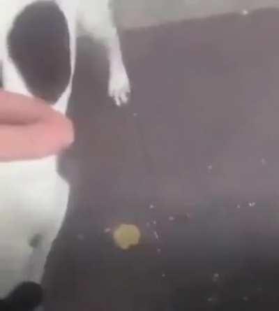 Finding your dog after he went missing