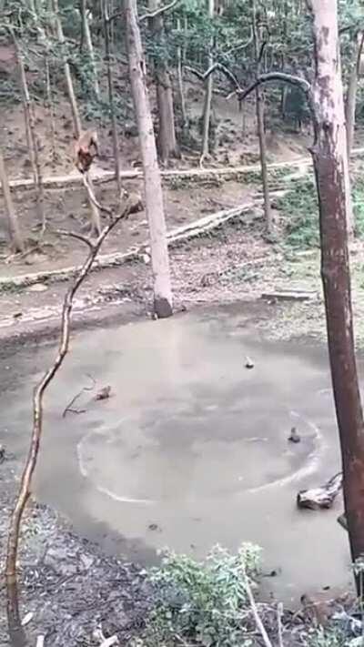 Monkes having a diving competition