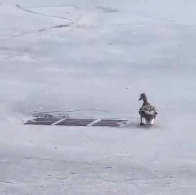 Mama duck is kinda dumb