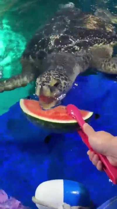 Sea Turtle Monches on Watermelon