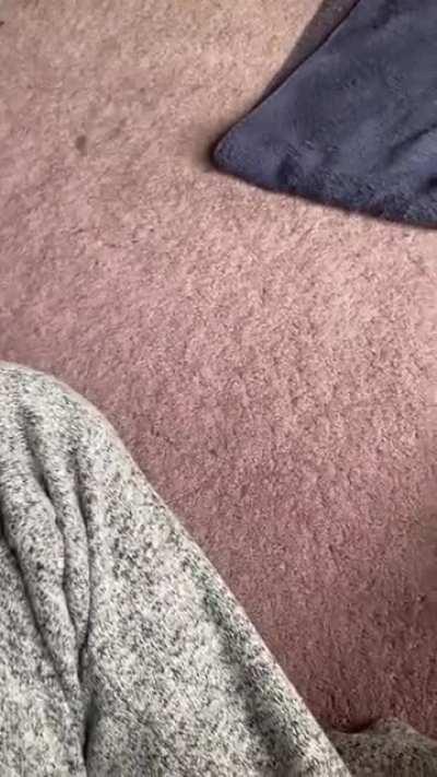 Lunchbox enjoying pets