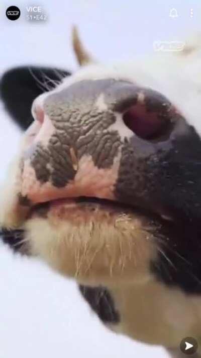 Vice video on “Wokefishing” says men on Tinder might be lying about drinking oat milk lattes at organic cafes