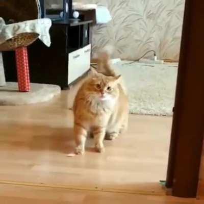 Oh my good lord. What is this cat on, and where can I buy some for my boys?!