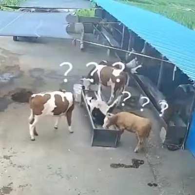 you know what you did Bessie...