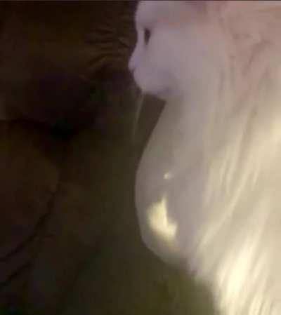 It’s a christmas miracle! The Shrimp Who Stole Christmas