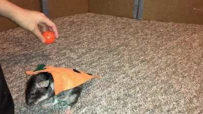 My amazing pet rat Donut doing some fun tricks in her pumpkin costume!