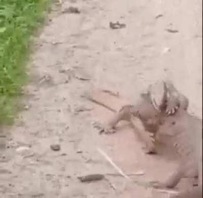 King Gizzard vs Lizard Wizard