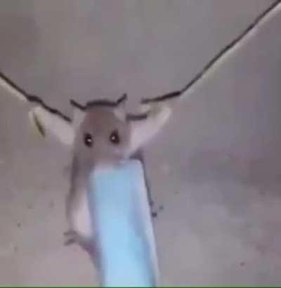 Bad rat >:(