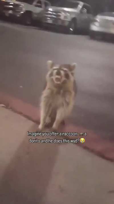 Soo....racoons don't like doritos?
