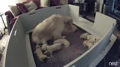 Anxious two week old puppy can’t find mom, so she gives him extra attention