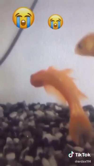 😳😭😨 RIF Loide :c