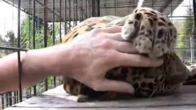 Irrrresistible scrrrratchies