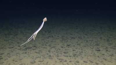 Rare Bigfin Squid Spotted in Deep Sea of Cook Islands
