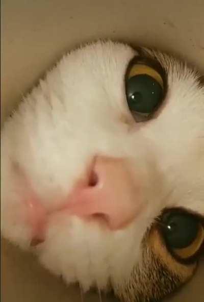 Любопытство