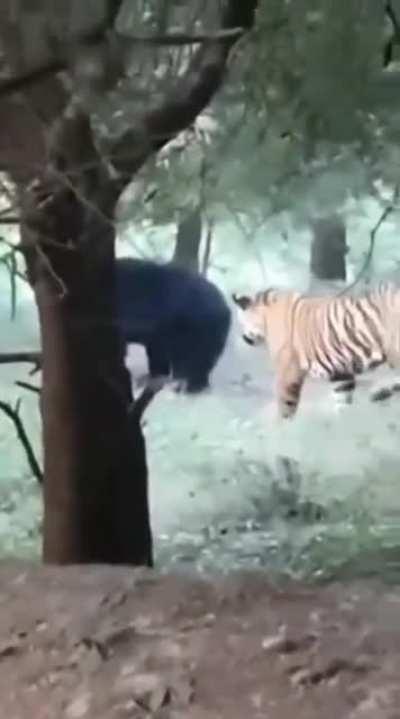 🔥 Tiger pranks bear, bear not happy about it