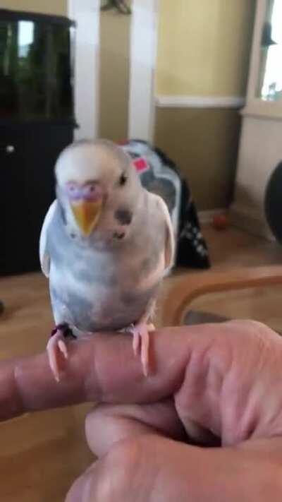 Mojo joins grandpa every morning for coffee