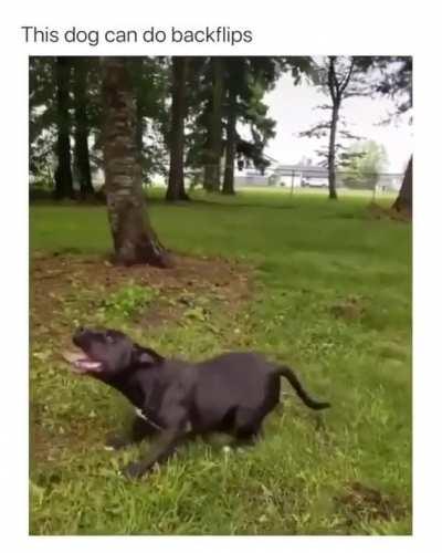 Backflip dogoo