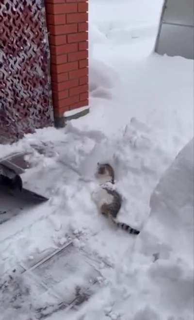 Kitty enjoying the snow