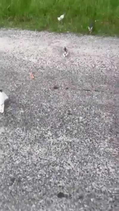 Man stops to rescue a kitten, gets welcomed by the entire squad!