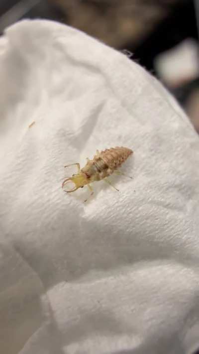 Found this tiny bug on a piece of tissue, may have been on my dog.  What is it?