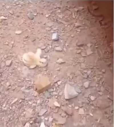 Poor little chick, let's help it!