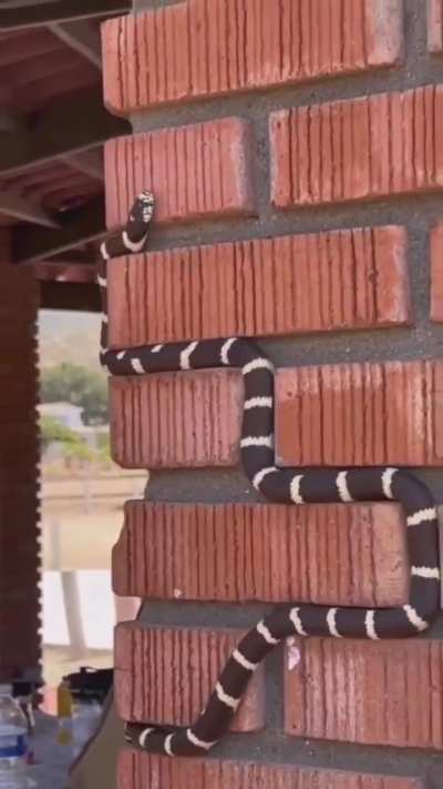 🔥 Snake perfectly tracking mortar lines