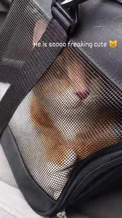 Dexter Was a Dirty Liar, His Bill of Health Was Not Squeaky Clean.