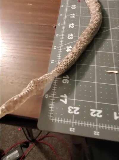 Already shared with hognose group but I think it deserves to go here too