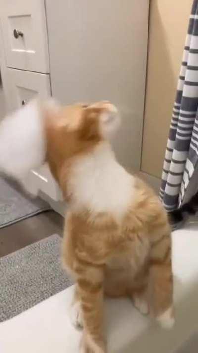 My cat is still confused