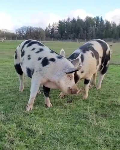 You've got a friend in me