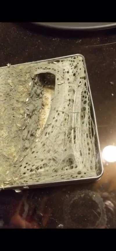 This Forgotten Box of Nuts