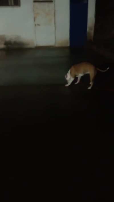 She's looking for rats hahah