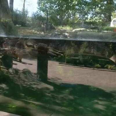 Can alligators be Derps?