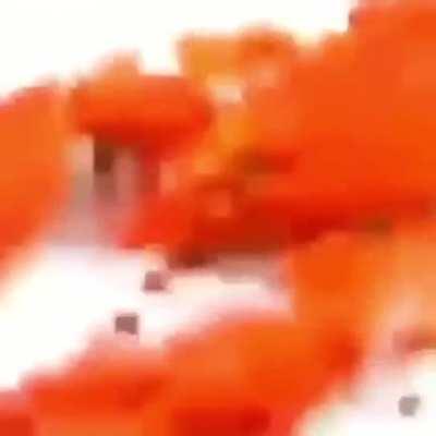 lobwseter lobster losbetr loßvetr