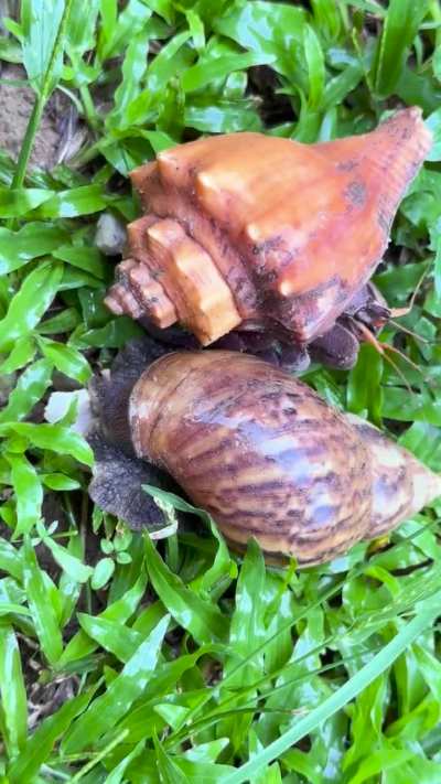 Invasive giant African snail (siput babi) eating a mushroom during light rain