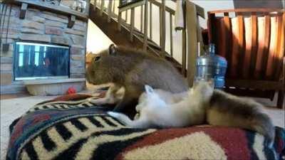Capybara and baby huskies