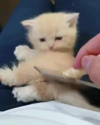 Brushing an illegally smol kitten