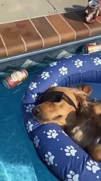 Dog in swimming pool
