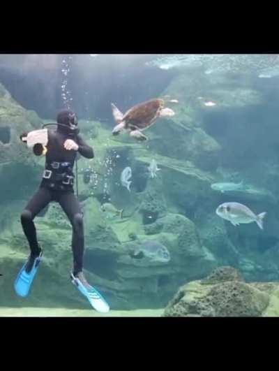 Sea turtle launches attacks on a scuba diver cleaning his tank only to be foiled time and time again