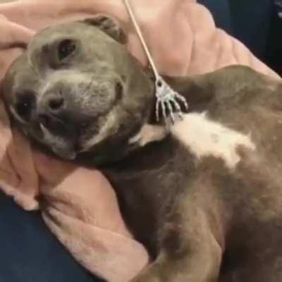 The life of a scratcher