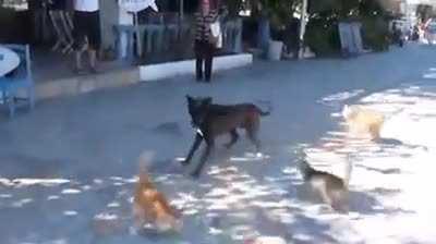 Wrong hood for sure…